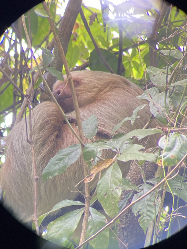 Brown sloth resting among branches and green leaves in a tree