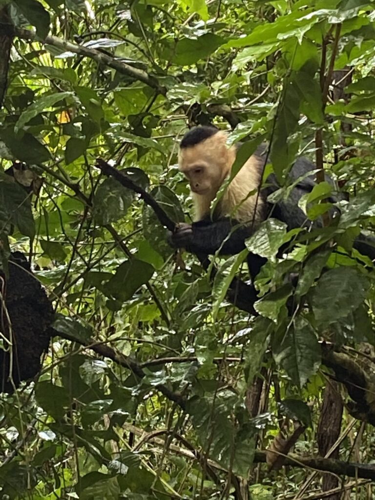 White-faced capuchin monkey perched among dense green jungle foliage.